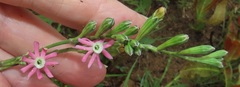 Silene burchellii