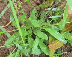 Silene burchellii
