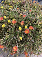 Portulaca