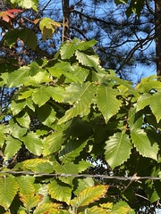 Quercus montana