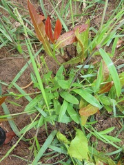 Silene burchellii