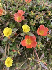 Portulaca