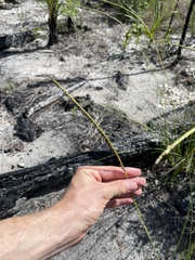 Paspalum monostachyum