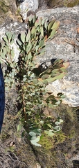 Protea recondita