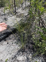 Paspalum monostachyum