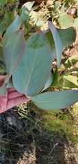 Protea recondita