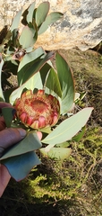 Protea recondita