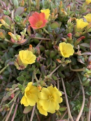 Portulaca