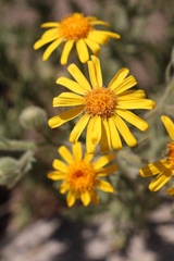 Senecio adenotrichius