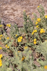 Senecio adenotrichius