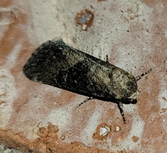 Plagiomimicus navia