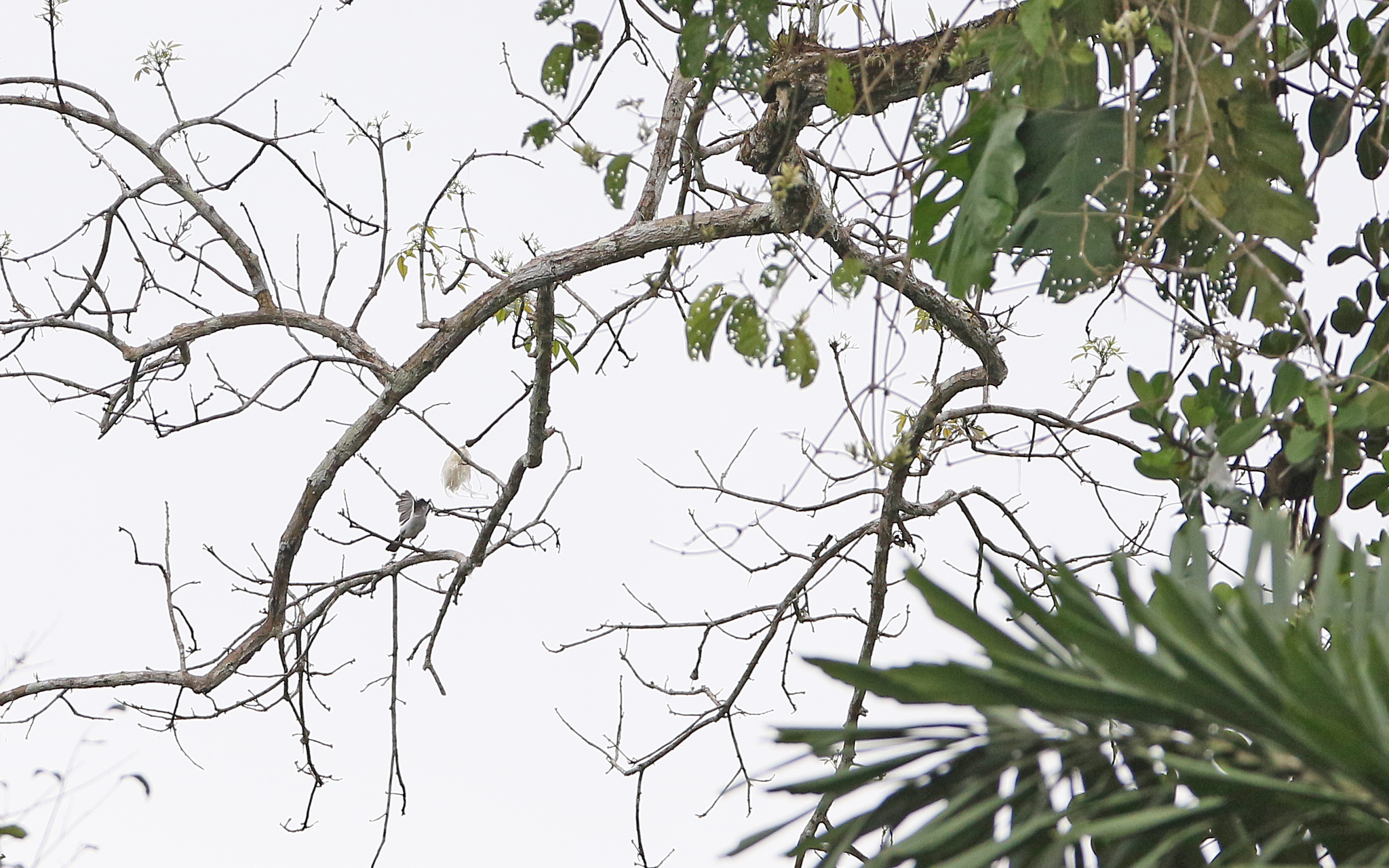 White-rumped Sirystes (Sirystes albocinereus), photo 6