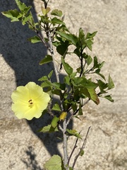 Hibiscus ribifolius