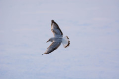 Chroicocephalus ridibundus