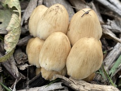 Coprinellus