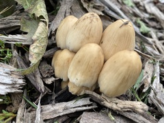 Coprinellus