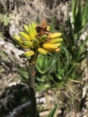 Aloiampelos commixta