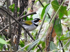 Arremon flavirostris