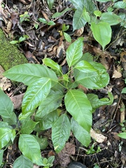 Dendropanax arboreus