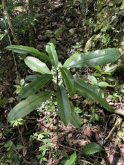 Sapium laurocerasus