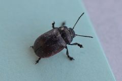 Chrysolina marginata