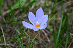 Crocus pulchellus