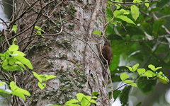 Xiphorhynchus guttatus