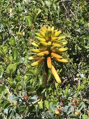 Aloiampelos commixta