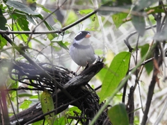 Arremon flavirostris