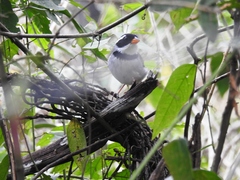 Arremon flavirostris