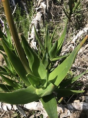 Aloiampelos commixta