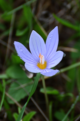 Crocus pulchellus