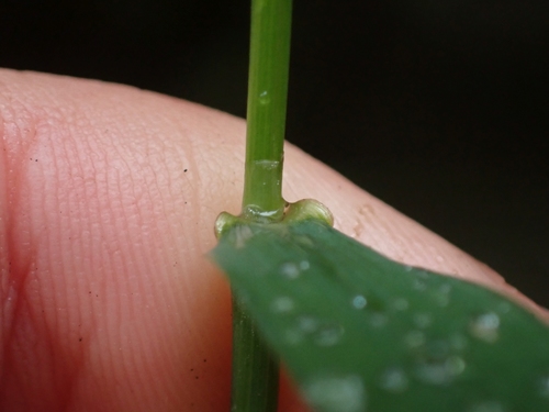 Image of Drooping Woodreed (Cinna latifolia) by no rights reserved