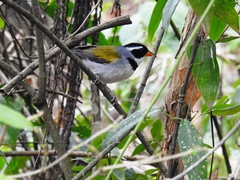 Arremon flavirostris