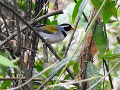 Arremon flavirostris