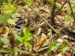 Arremon flavirostris