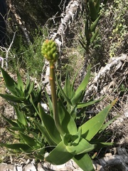 Aloiampelos commixta