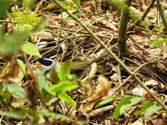 Arremon flavirostris