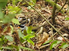 Arremon flavirostris