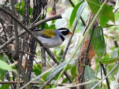 Arremon flavirostris