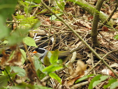 Arremon flavirostris