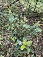 Pimenta racemosa grisea