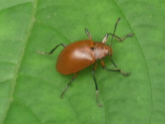 Stenochiini