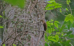 Xiphorhynchus guttatus