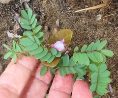 Abrus precatorius africanus