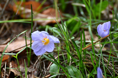 Crocus pulchellus
