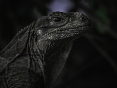 Cyclura pinguis