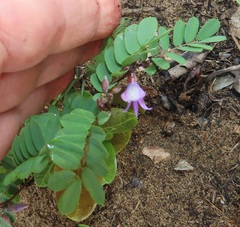 Abrus precatorius africanus