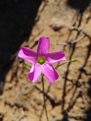 Oxalis stellata