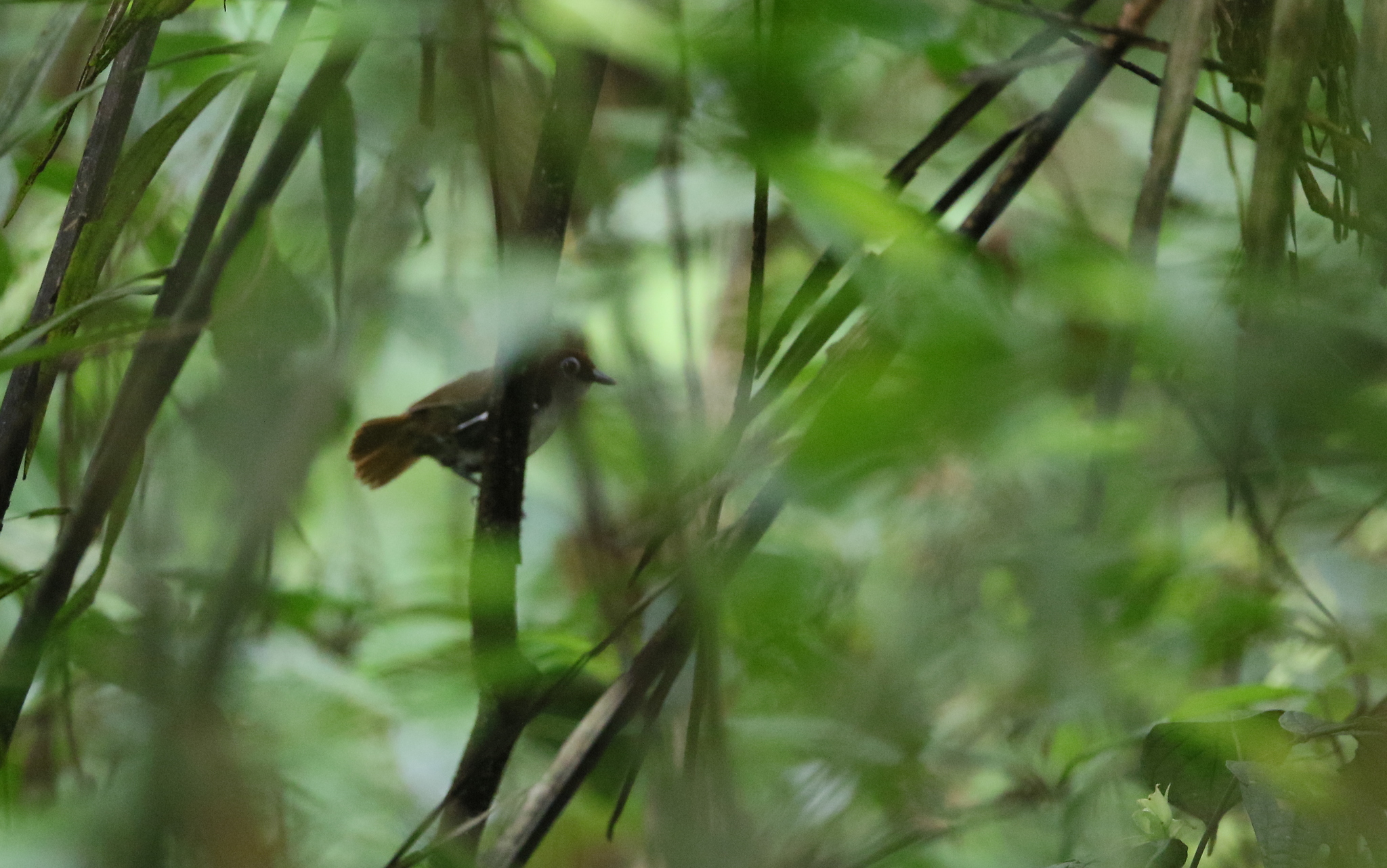 White-cheeked Antbird illustration
